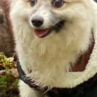 شیتزو پامر|سگ|قرچک, داوود آباد|دیوار