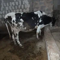 گاو و گوساله