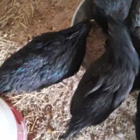 نیمچه مرغ و خروس محلی و زینتی|حیوانات مزرعه|شیراز, شهرک دارایی|دیوار