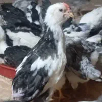 جوجه مرغ گلین ۴۲روزه طوسی/پنگوئنی