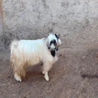 سلام پازن دو سال جوان داشتی