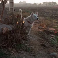 واگذاری سگ شیتزو|سگ|پاکدشت, پاکدشت (مامازند)|دیوار