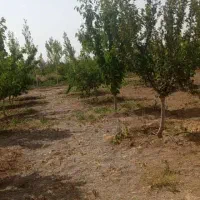 سرمایه-گذاری-330متری-شهرکی-سهیلیه-زعفرانیه