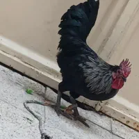 دوتا خروس عربی|حیوانات مزرعه|اهواز, کمپلو شمالی|دیوار