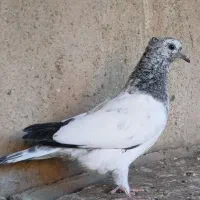 کبوتر گم شده|حیوانات|بروجرد, |دیوار