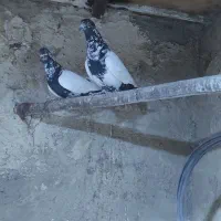 کبوتر فروشی