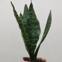 گل و گیاه هدیه روز مادر|گل و گیاه طبیعی|اهواز, شهدای انتظامی|دیوار