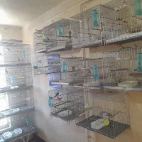 سیره|پرنده|مریوان, |دیوار