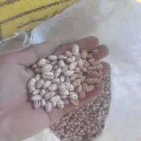 لوبیا چیتی|حراج|اهر, |دیوار