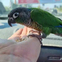 جوجه گرینجیک معاوضه|پرنده|باقرشهر, |دیوار