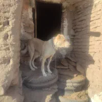 سگ گله|سگ|سبزوار, شرق کال میانی|دیوار