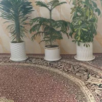 گلل|گل و گیاه طبیعی|کامیاران, |دیوار