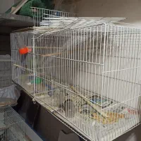 قناری|پرنده|مشهد, توس (بلوار توس)|دیوار