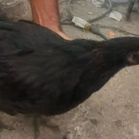 جوجه مرغ طاقچه تمام مرغ و تمام سیاه