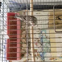 قناری زنگی مست|پرنده|تاکستان, |دیوار