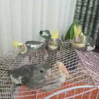 عروس هلندی|پرنده|دابودشت, |دیوار