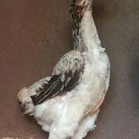 جوجه لاری|حیوانات مزرعه|رامیان, |دیوار