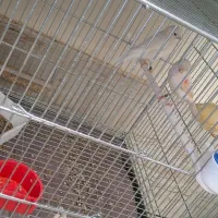 3عدد ماده قناری موازیکی و وایت فکتور فنسی