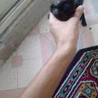 فروش گربه