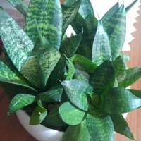 گل اپارتمانی|گل و گیاه طبیعی|ورامین, ورامین|دیوار