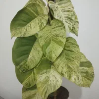 فروش گل|گل و گیاه طبیعی|مشگین شهر, |دیوار