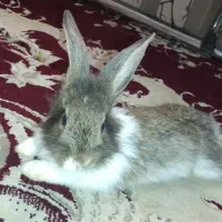 خرگوش لوپی ۳ ماهه