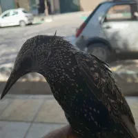 پرنده زیبا|پرنده|کرمان, |دیوار