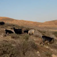 بز ترکی جوان