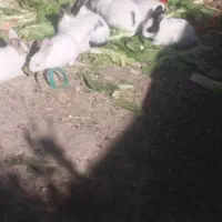 خرگوش|موش و خرگوش|مریوان, |دیوار