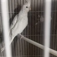 عروس هلندی|پرنده|خاش, |دیوار