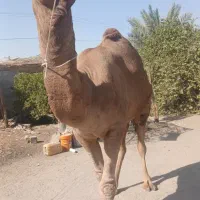 شتر نر محلی مخصوص داشت