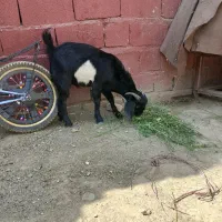 تروشت جوان چاق چله