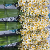 گل نرگس|گل و گیاه طبیعی|تهران, نارمک|دیوار