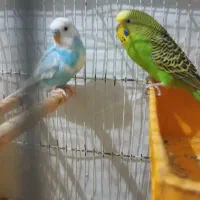 مرغ عشق وفنچ|پرنده|شیروان (خراسان), |دیوار