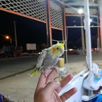 جوجه عروس نر نرمه خور دستی