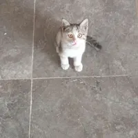 گربه