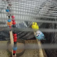 مرغ عشق|پرنده|قم, شهرک مهدیه (مدرس)|دیوار