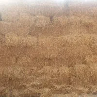 ۴۰۰ عدد کاه پرس گندم کاملا خشک پارساله
