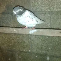 کبوتر پاکستانی|پرنده|بندر انزلی, پرستار|دیوار