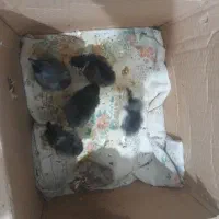 جوجه گلین ۵روره
