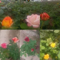 گل رز هلندی|گل و گیاه طبیعی|محلات, |دیوار