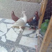 کبوتر سرخ لاهوری تهرانی
