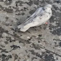 کبوتر آس|پرنده|دلیجان, |دیوار