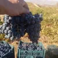خریدار انگورم به