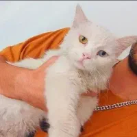 گربه نژاد اصیل|گربه|تهران, صادقیه|دیوار