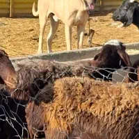 واگذاری سگ سراب