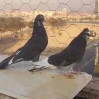 کفتر جفت  کبوتر جفت نرماده