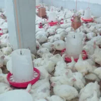 دانه پارس استارتر