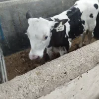 گوساله