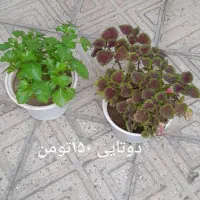 گل طبیعی|گل و گیاه طبیعی|خوی, |دیوار